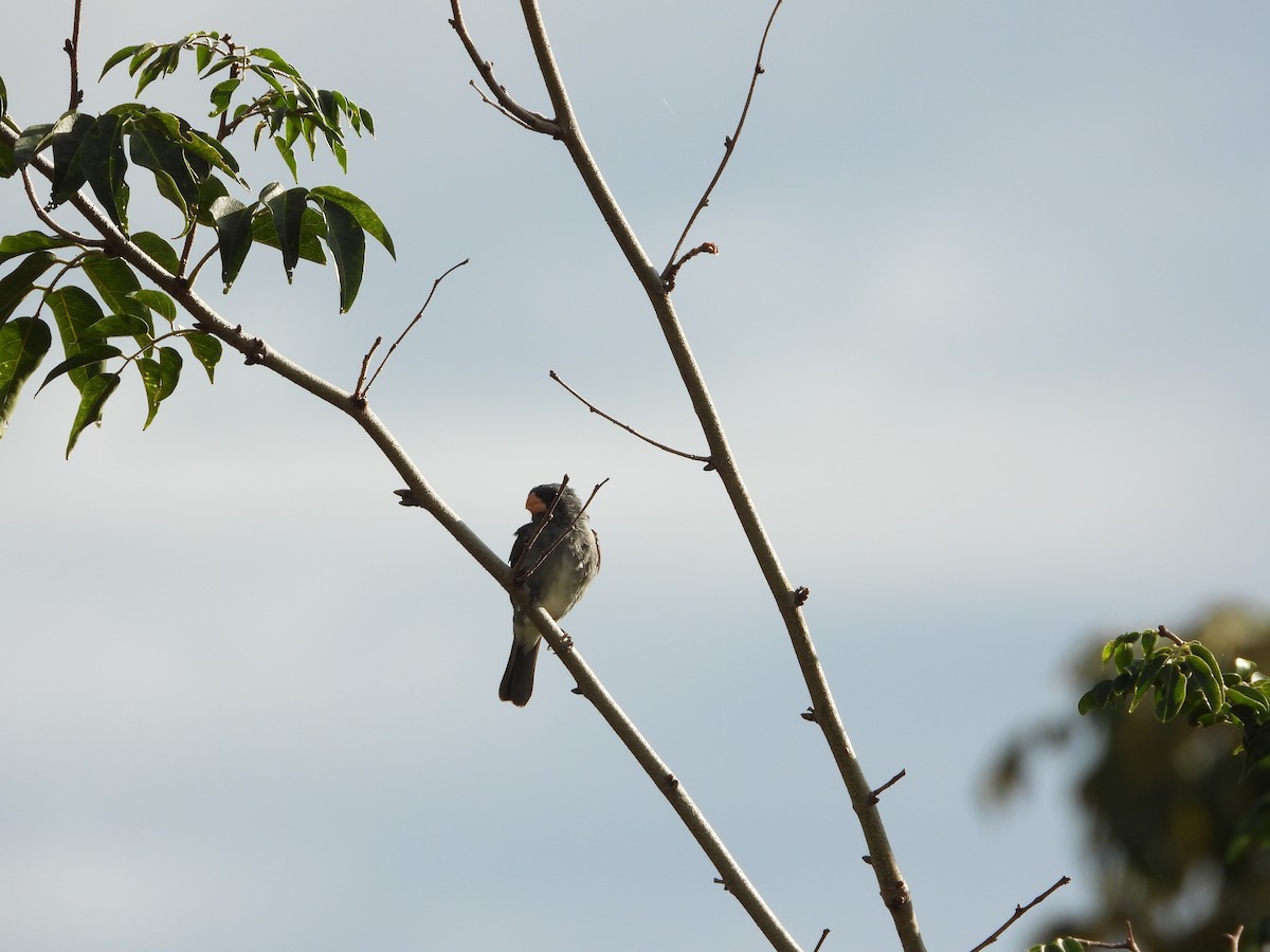 Gray Seedeater - ML646074005