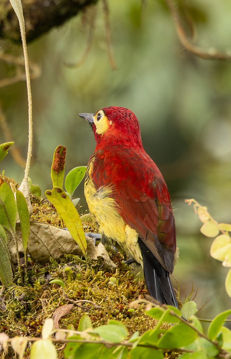 Crimson-mantled Woodpecker - ML646074006