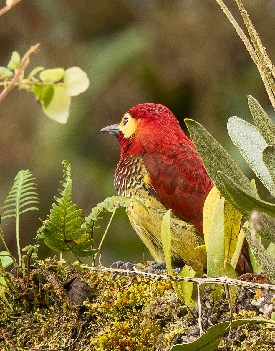 Crimson-mantled Woodpecker - ML646074007