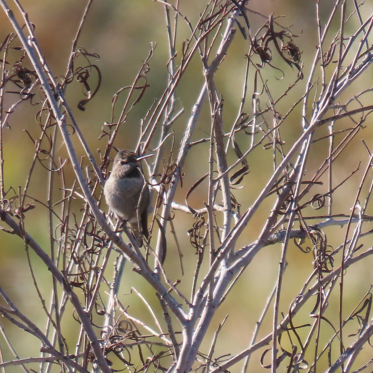 Anna's Hummingbird - ML646074009