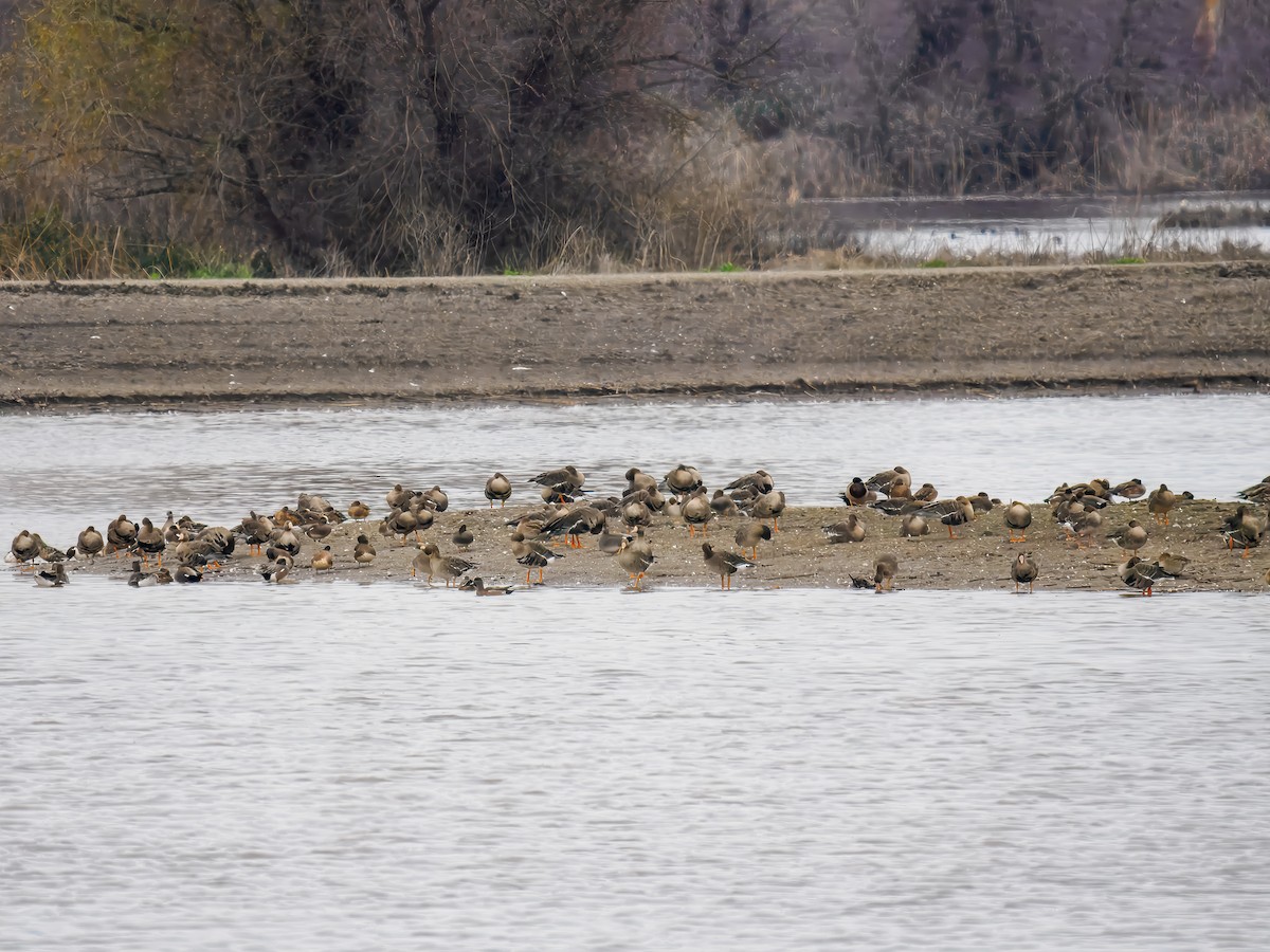 Greater White-fronted Goose - ML646074010