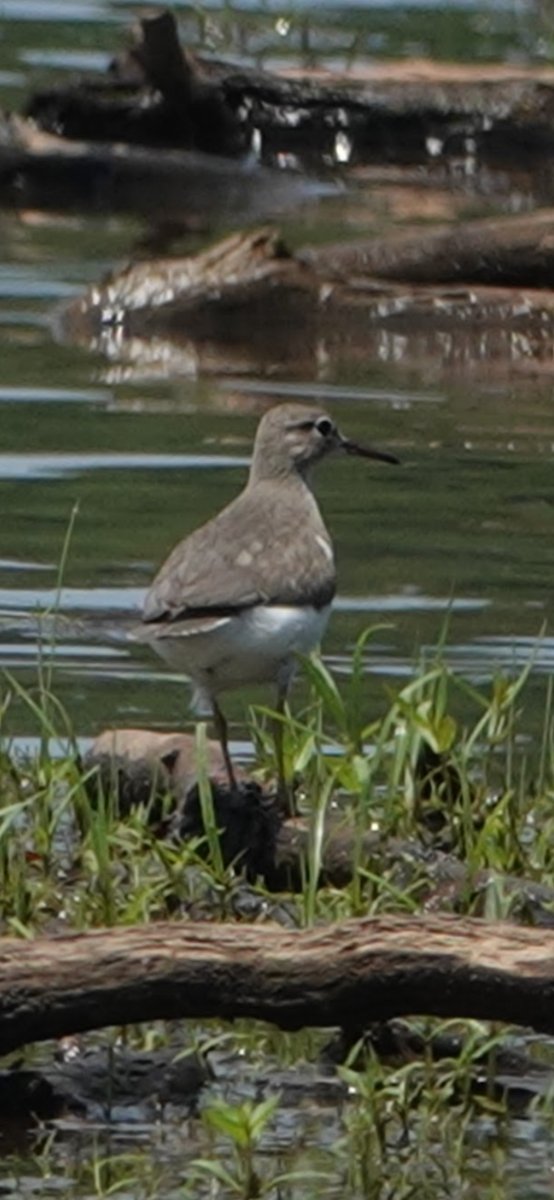 Spotted Sandpiper - ML646074011