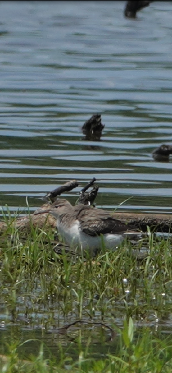 Spotted Sandpiper - ML646074012