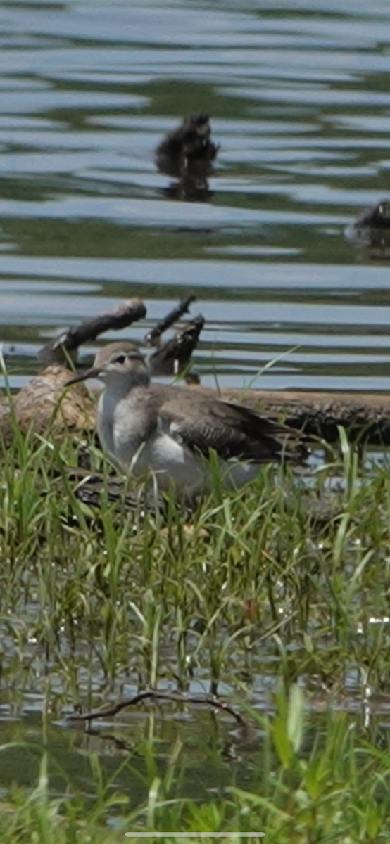 Spotted Sandpiper - ML646074013