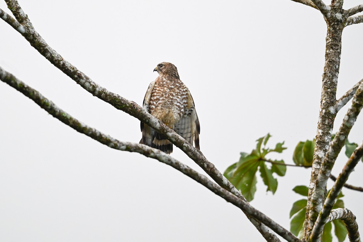 ハネビロノスリ - ML646074014