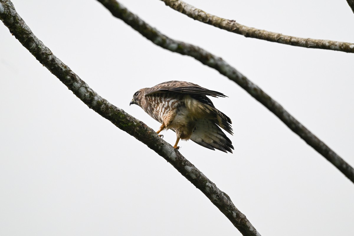 ハネビロノスリ - ML646074015