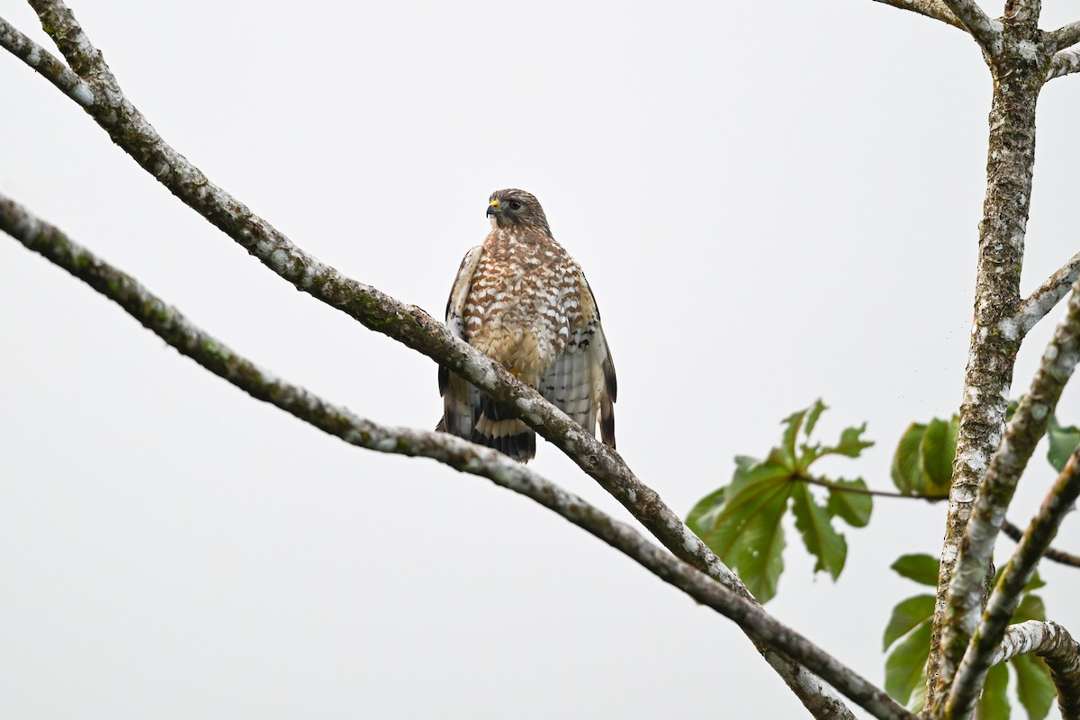 ハネビロノスリ - ML646074016