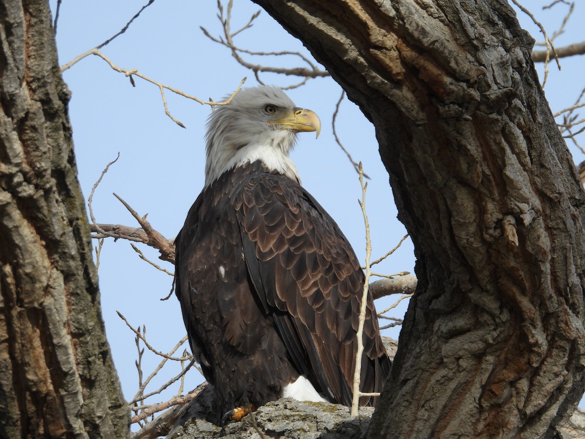 Bald Eagle - ML646074017