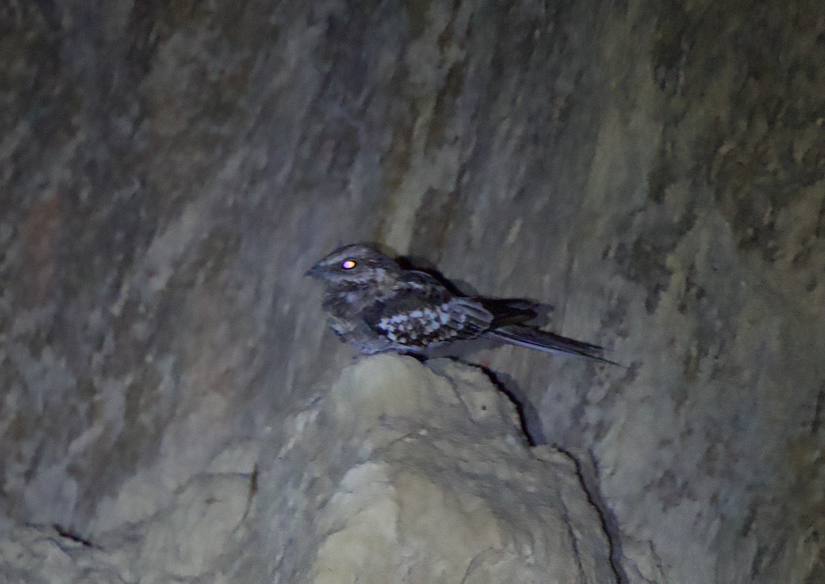 Ladder-tailed Nightjar - ML646074021