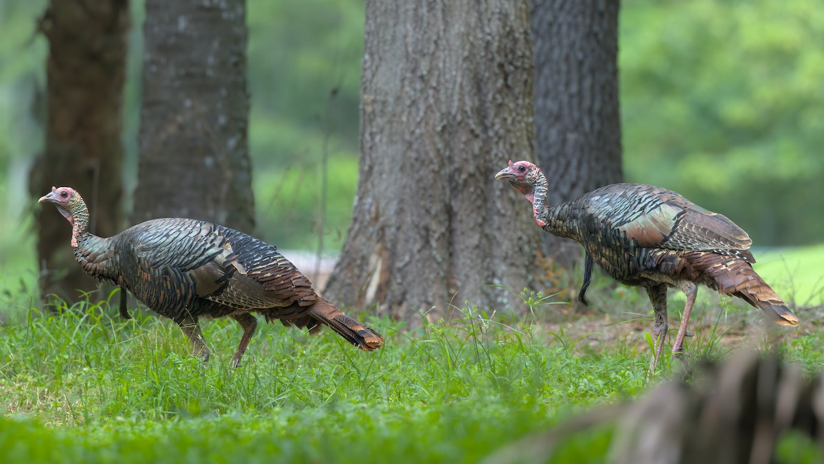 Wild Turkey - ML646074023