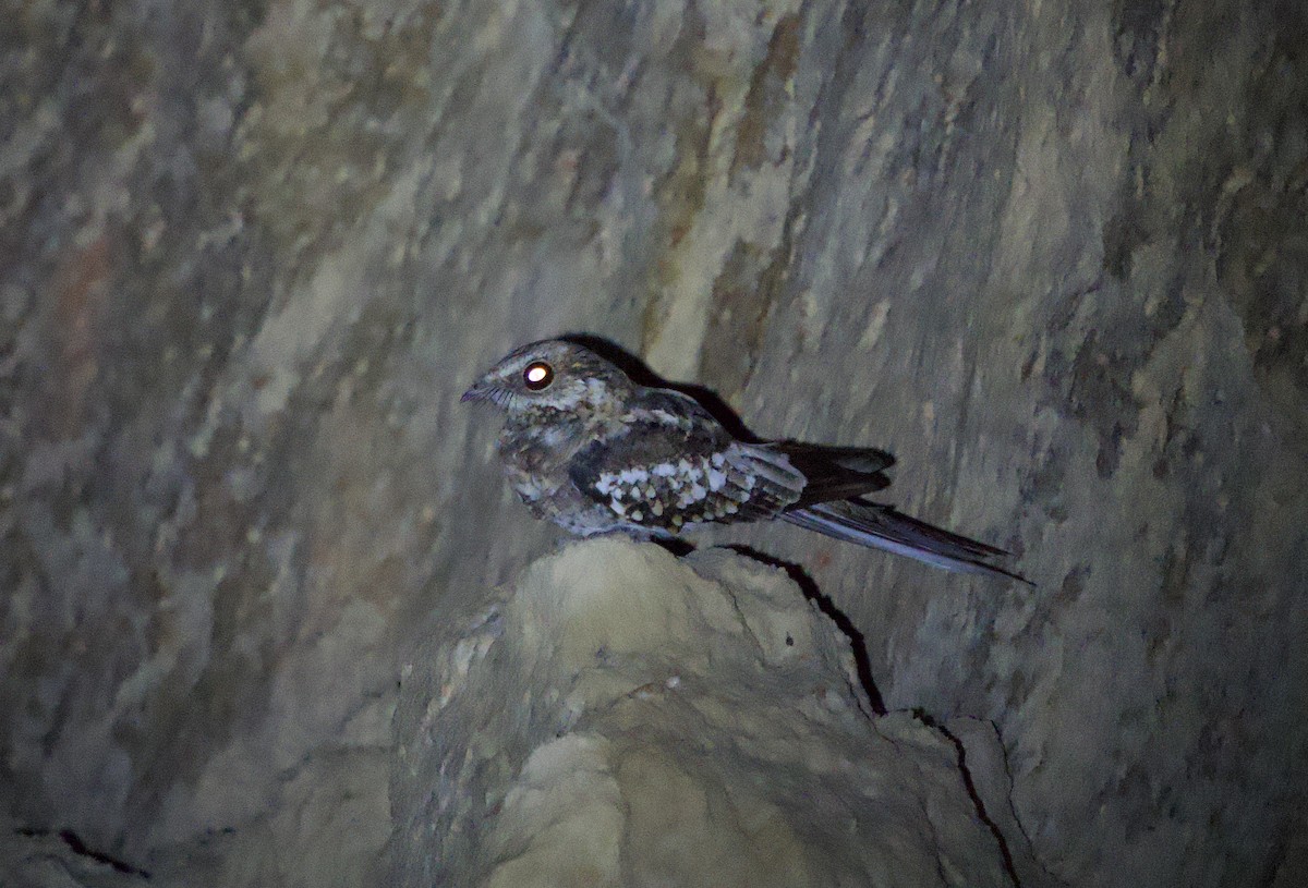 Ladder-tailed Nightjar - ML646074025