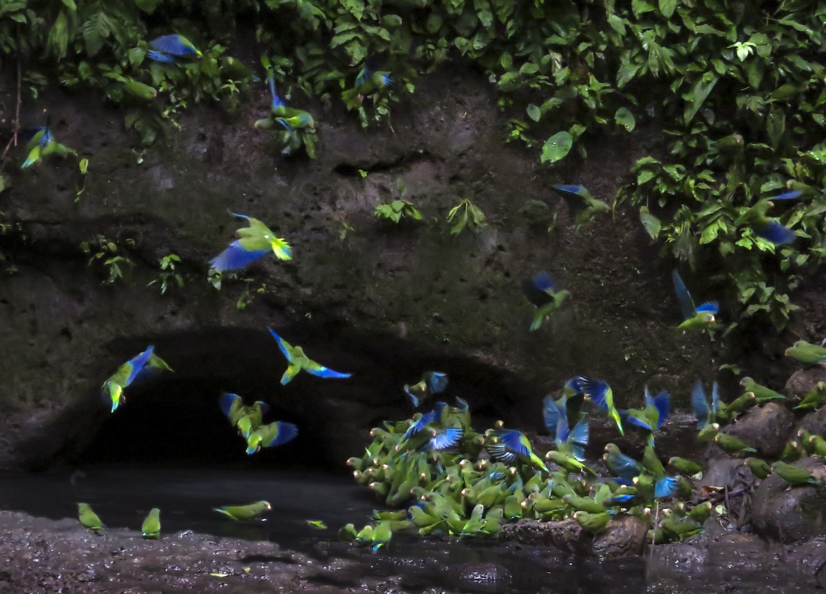 Cobalt-winged Parakeet - ML646074034