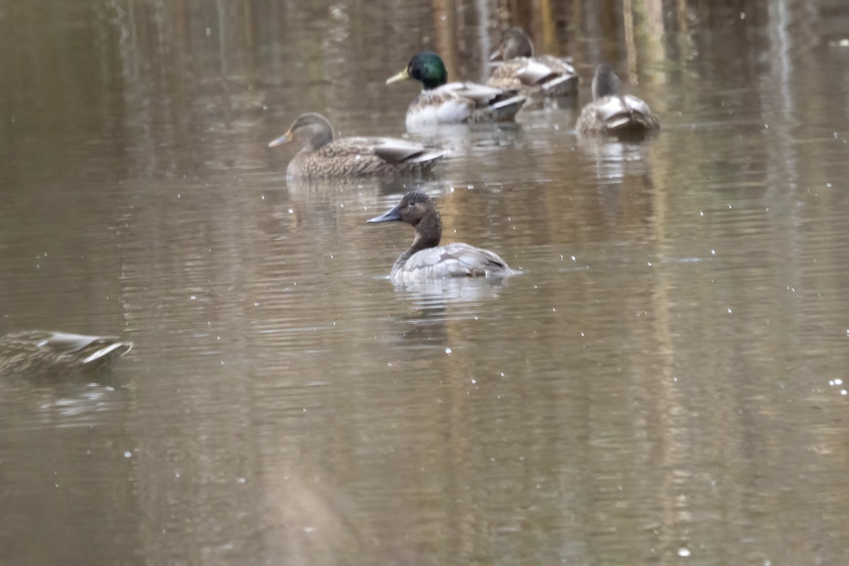 Büyük Elmabaş - ML646074043