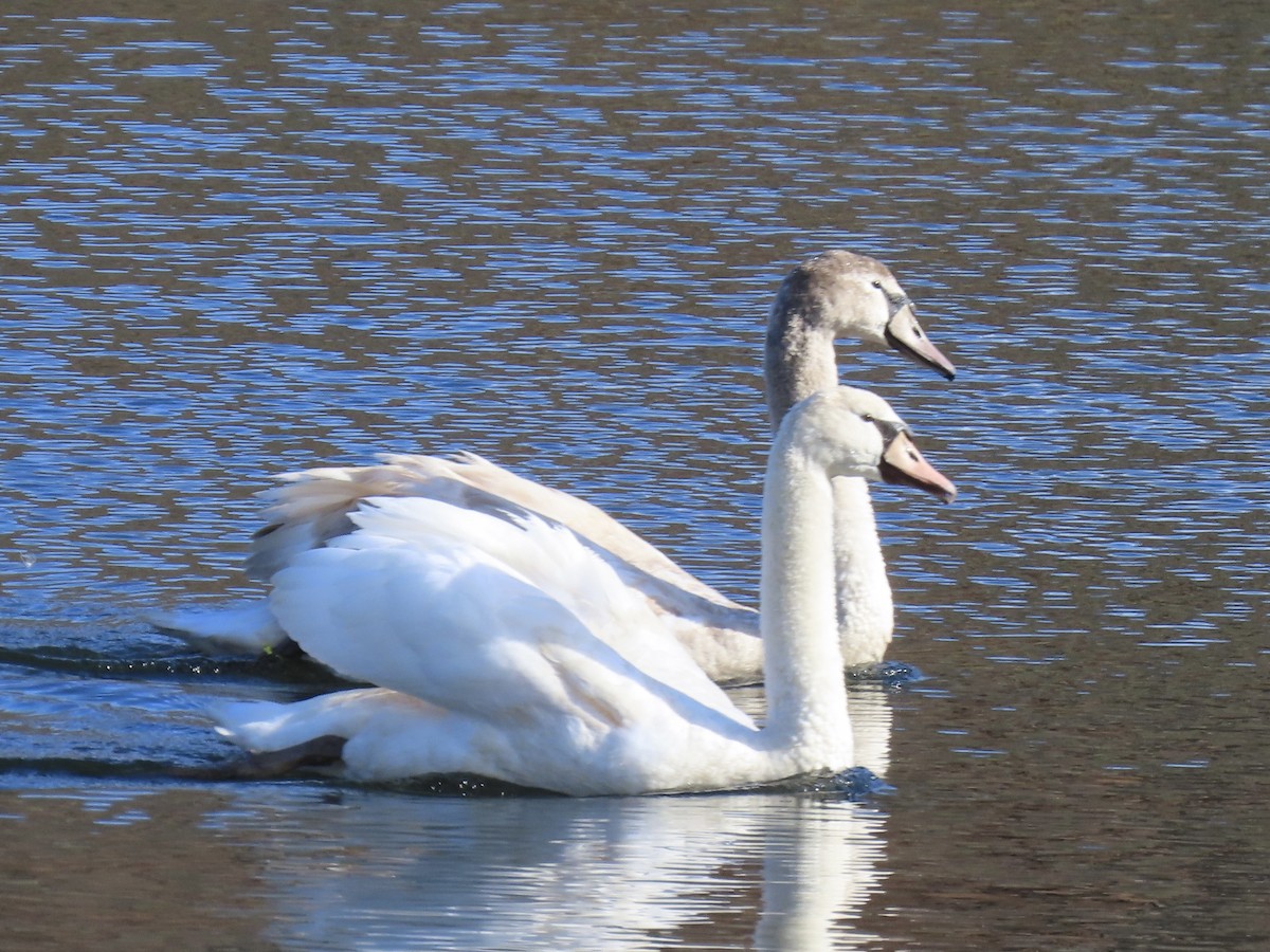 Mute Swan - ML646074048
