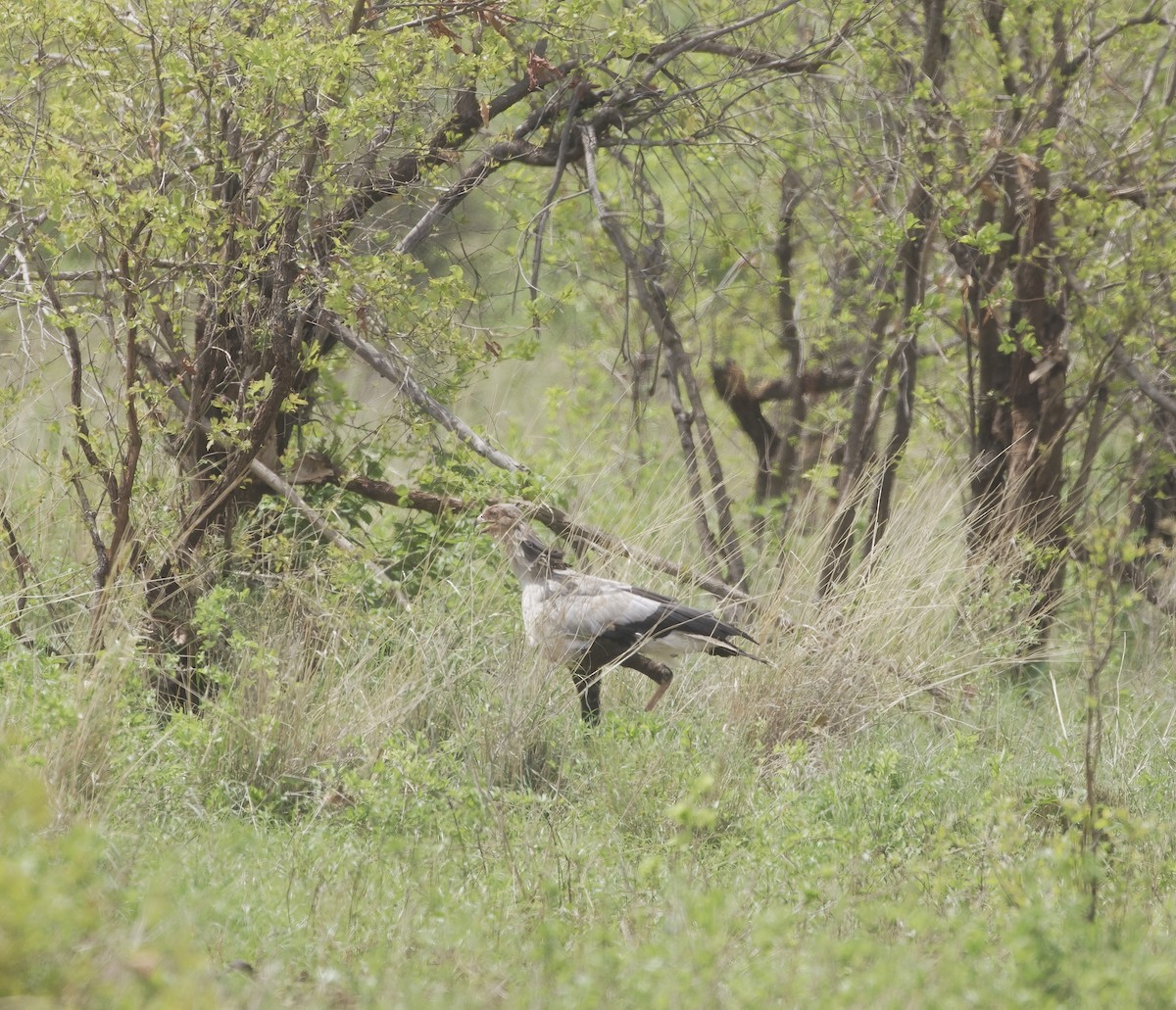 hadilov písař - ML646074049