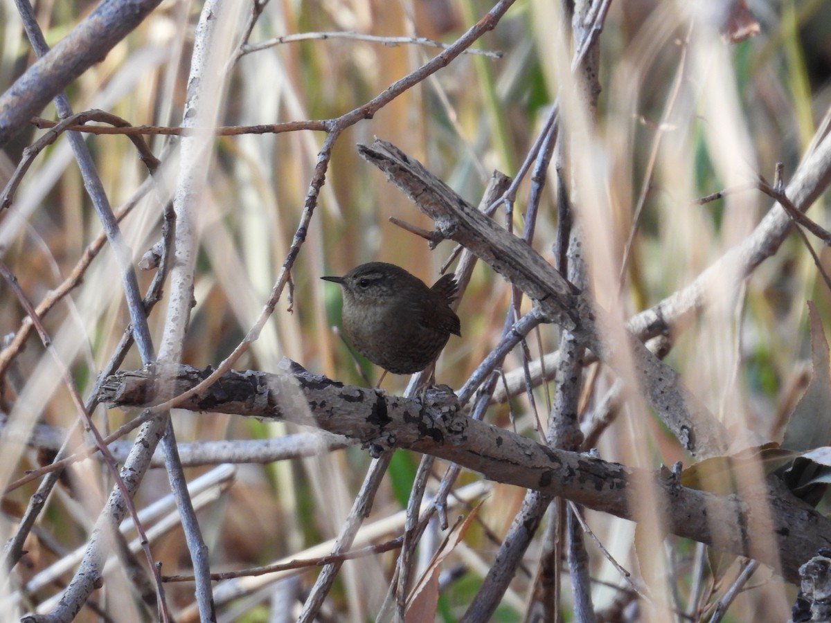 Pacific Wren - ML646074050
