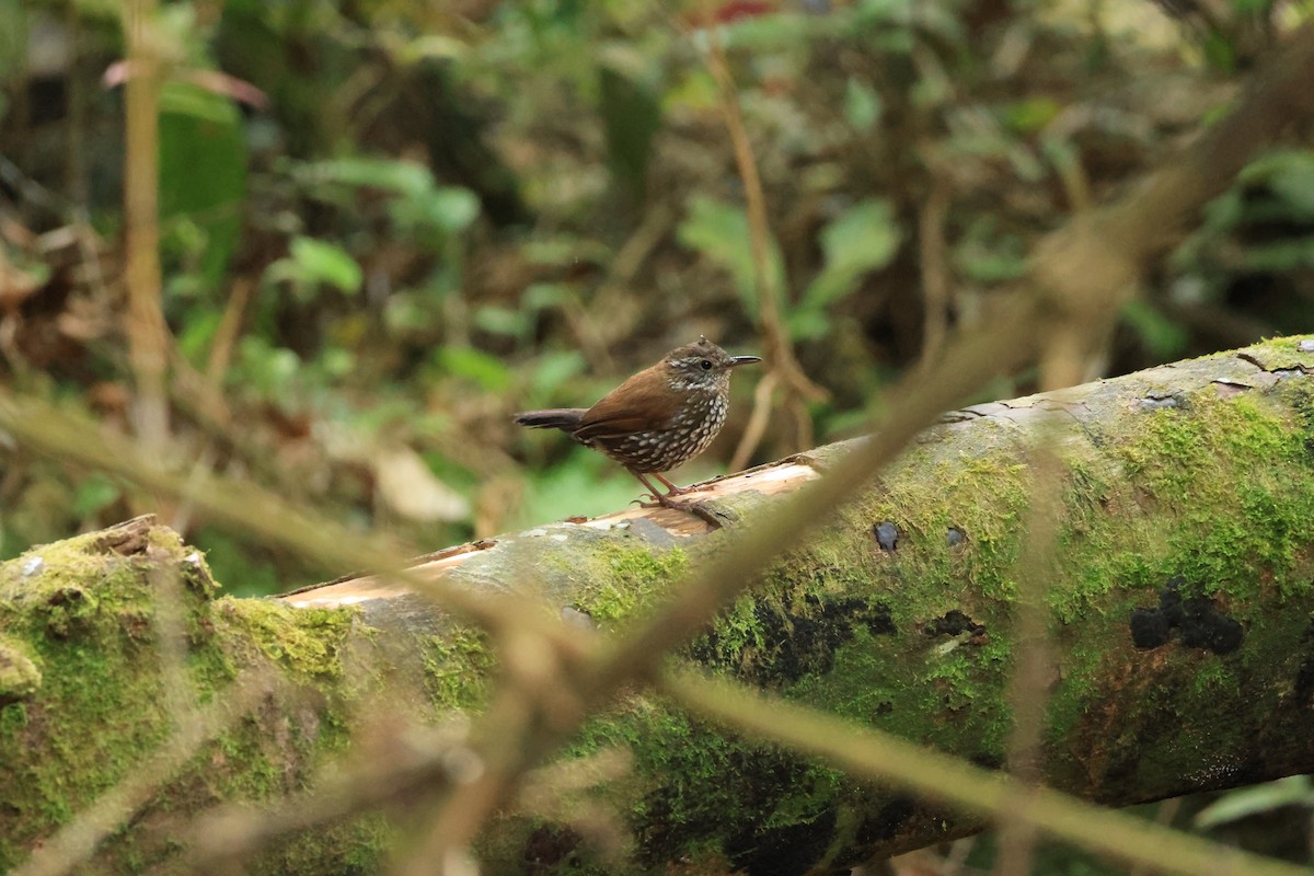 Sharp-tailed Streamcreeper - ML646074057