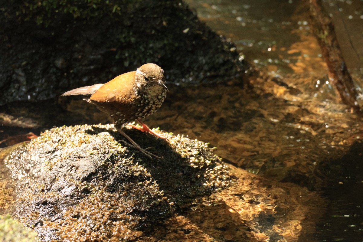 Sharp-tailed Streamcreeper - ML646074058