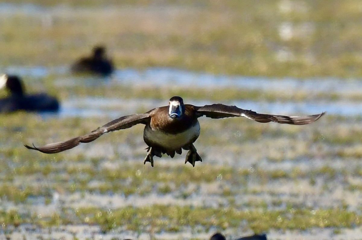 Ring-necked Duck - ML646074062