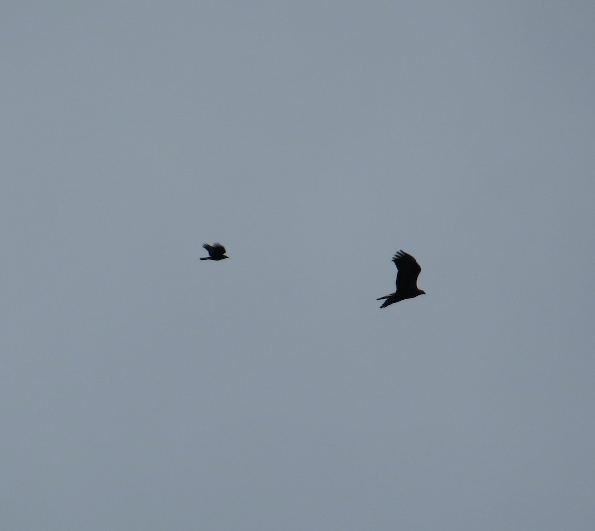 イヌワシ - ML646074063