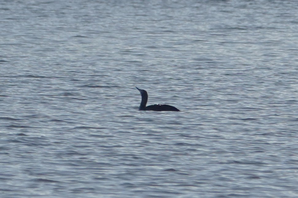 Red-throated Loon - ML646074064