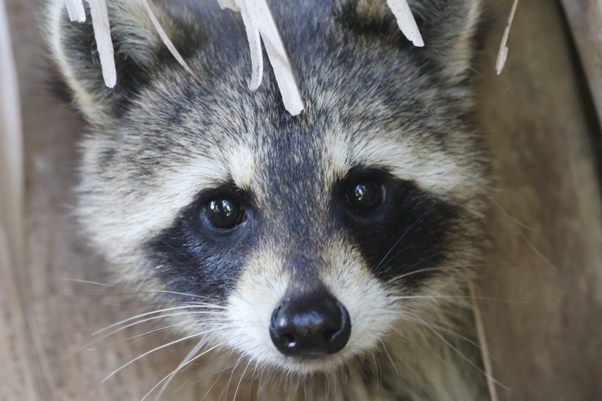 Raccoons - ML646074073