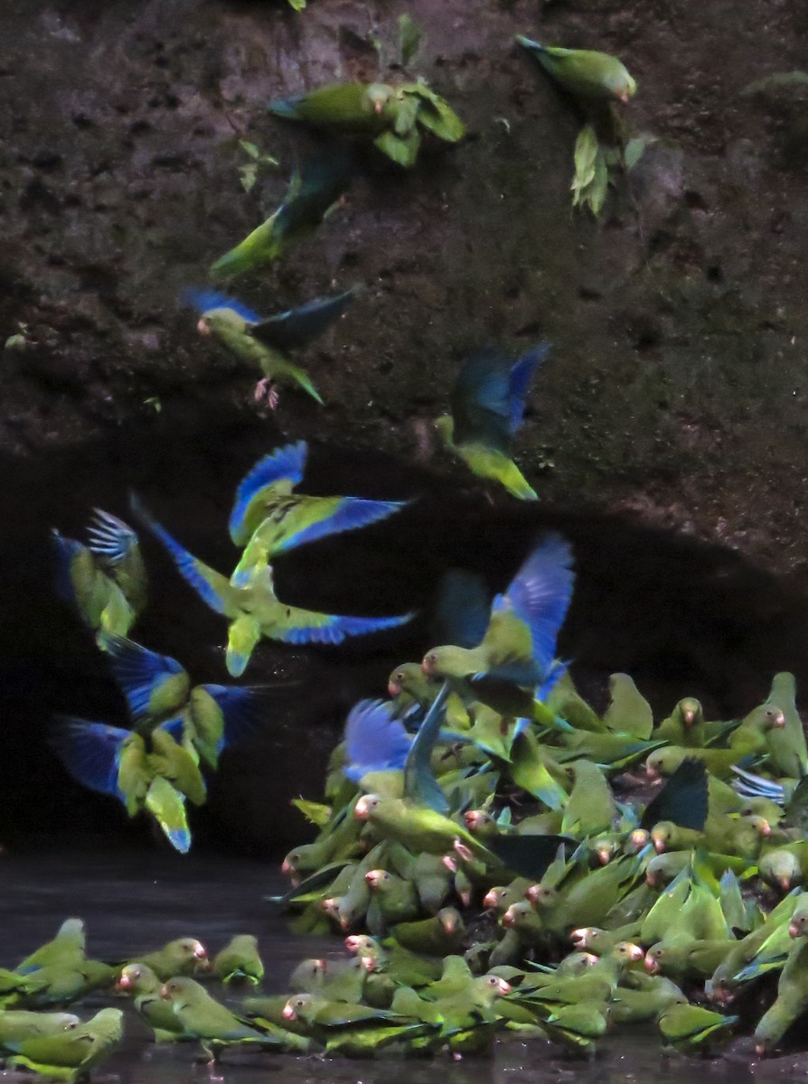 Cobalt-winged Parakeet - ML646074074