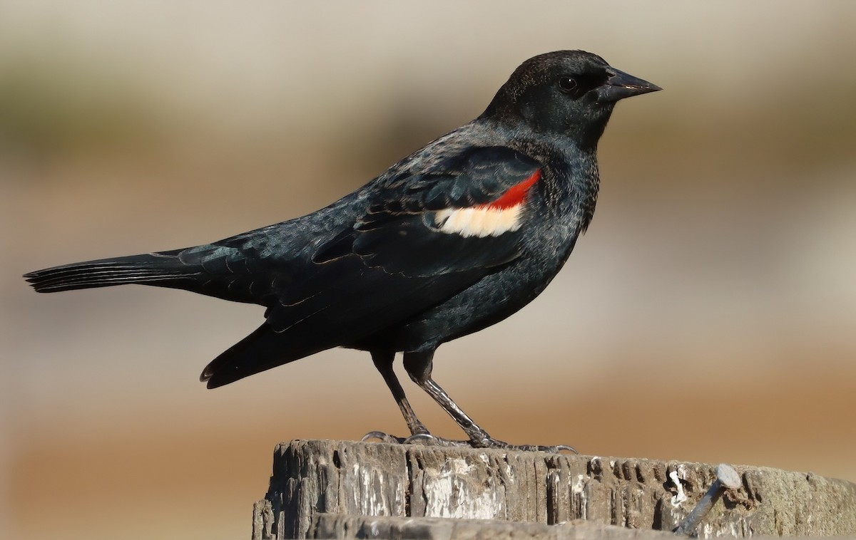 Sargento Tricolor - ML646074081