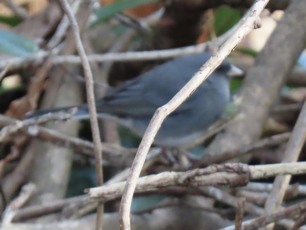 Dark-eyed Junco - ML646074088