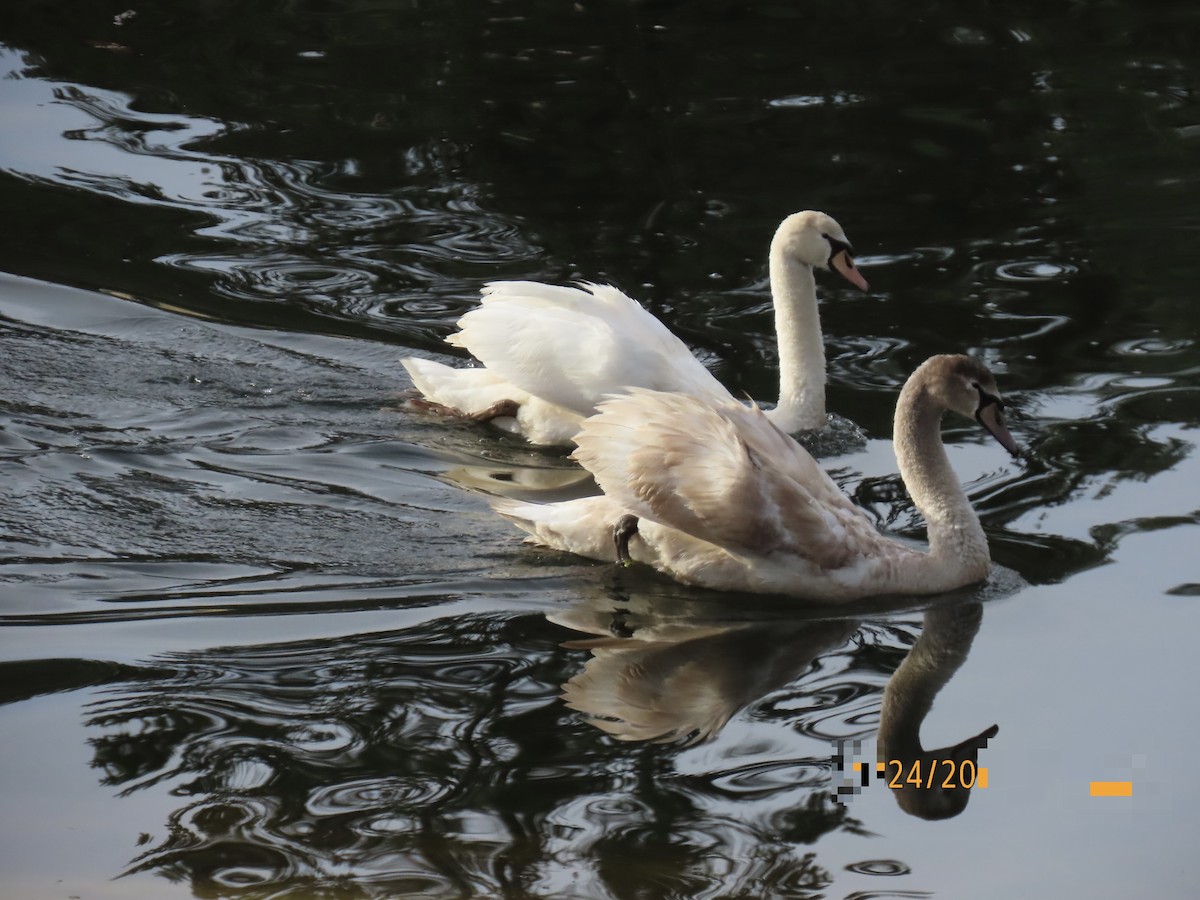 Mute Swan - ML646074092