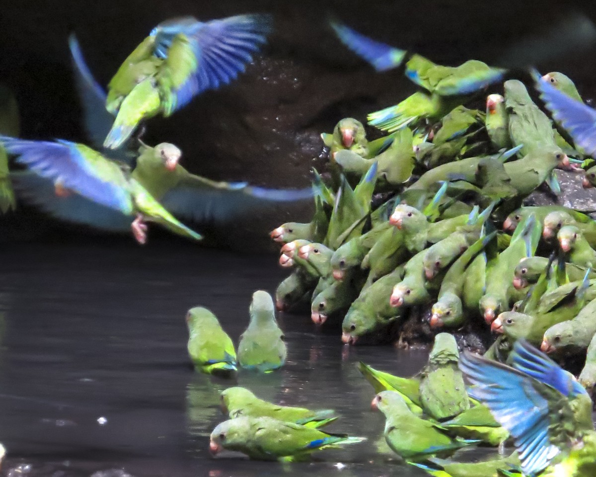 Cobalt-winged Parakeet - ML646074093