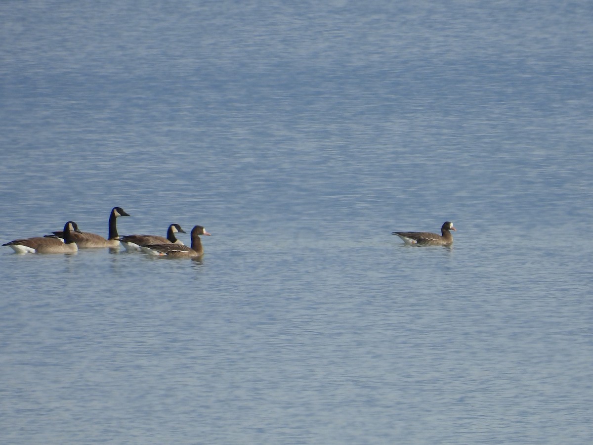 Oca lombardella - ML646074094