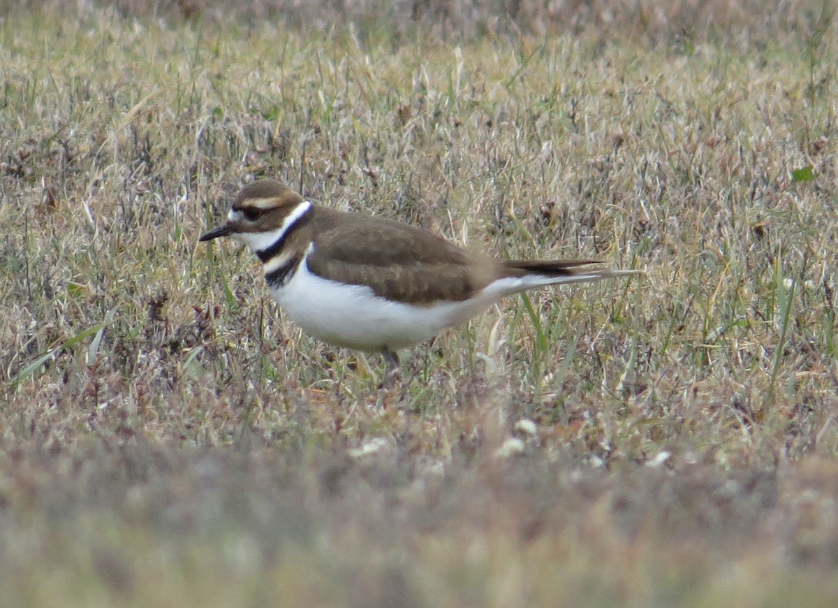 フタオビチドリ - ML646074102