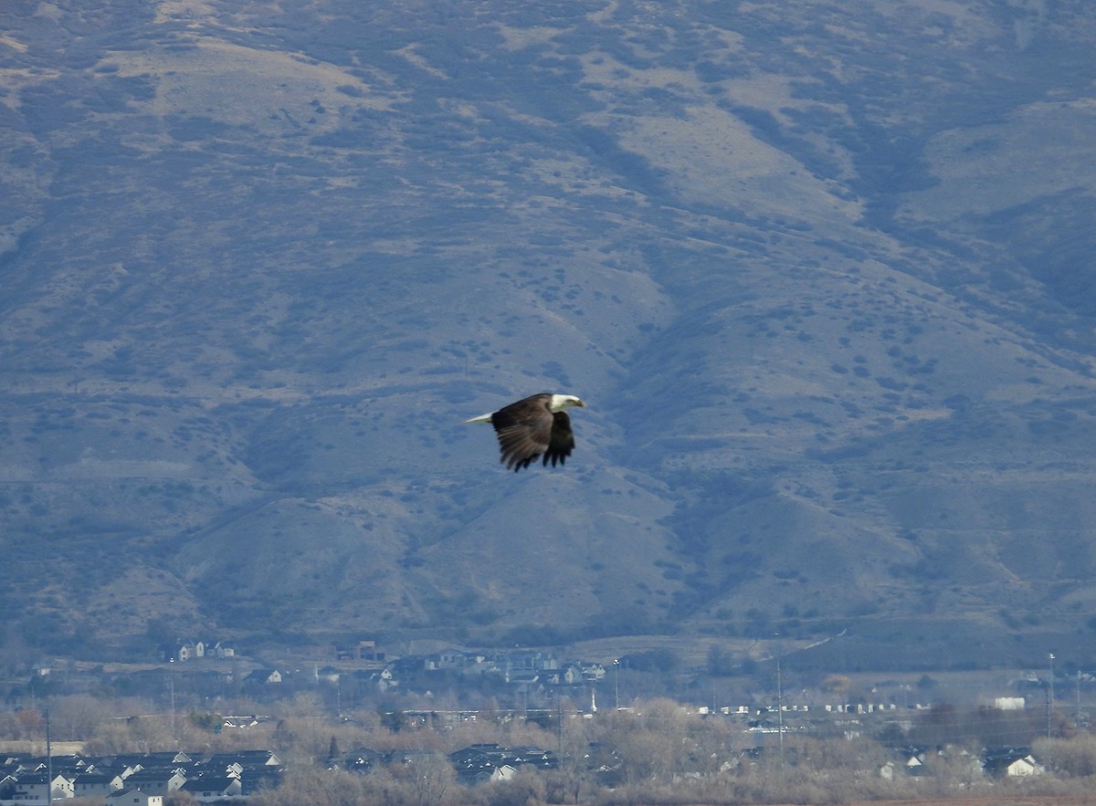 Bald Eagle - ML646074107