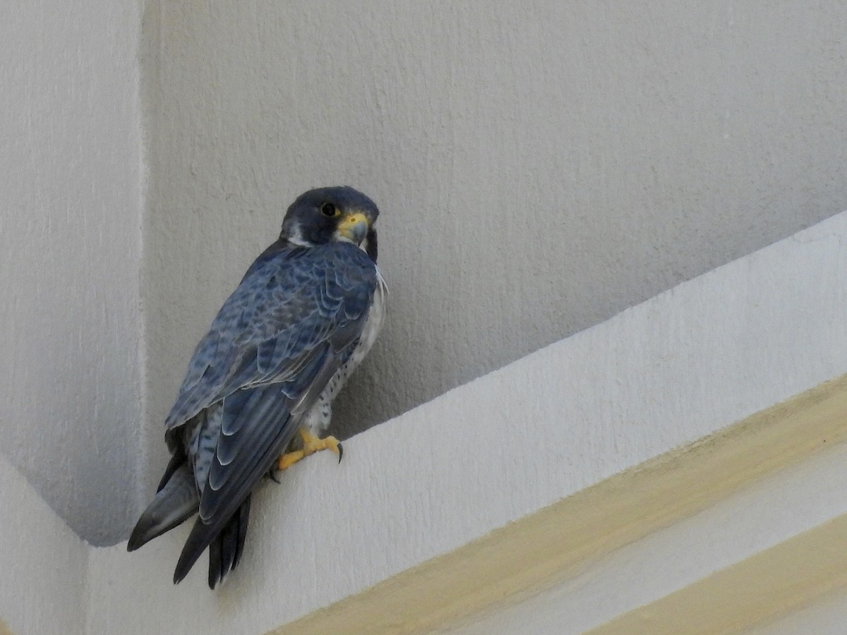 遊隼 - ML646074110