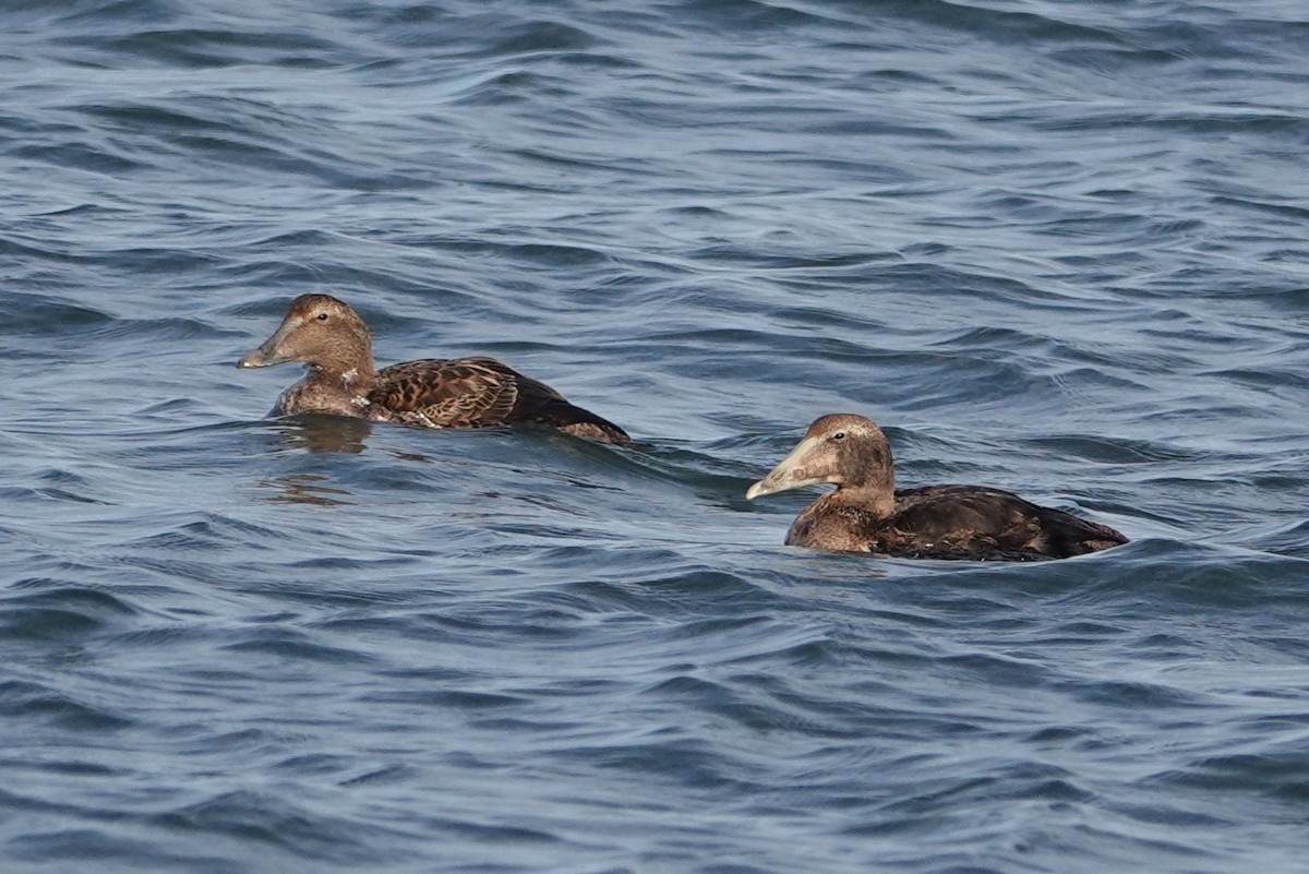Common Eider - ML646074111