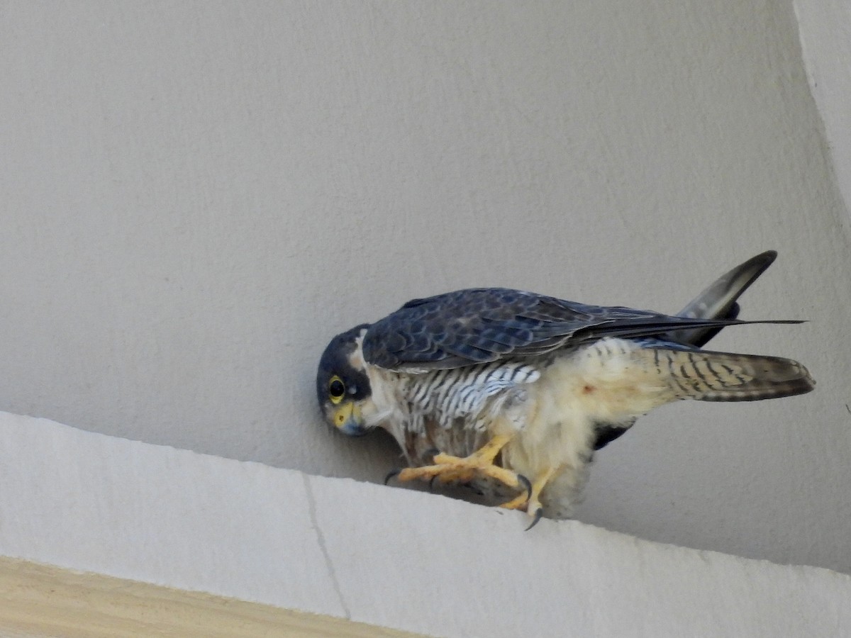 遊隼 - ML646074112