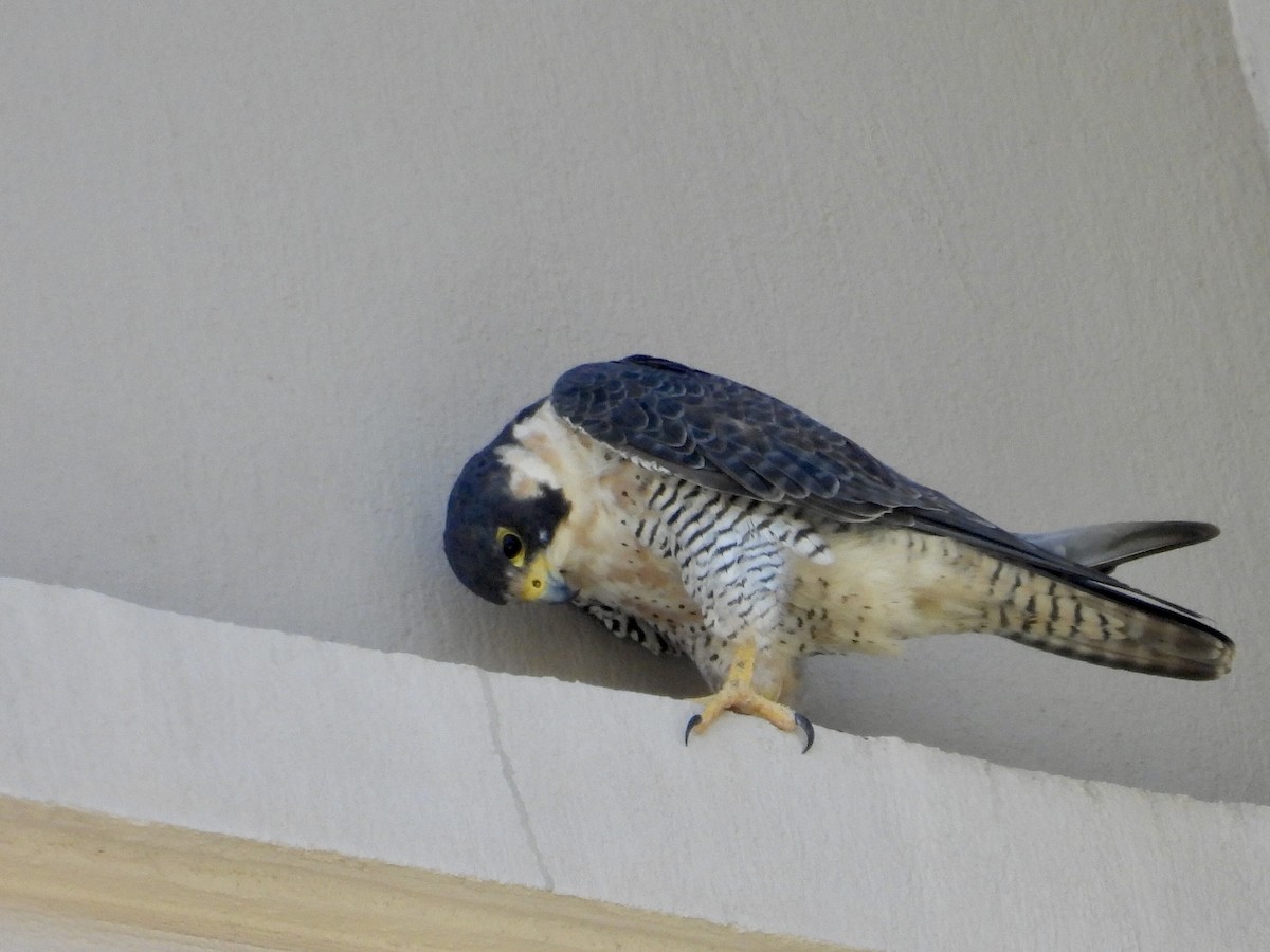 遊隼 - ML646074113