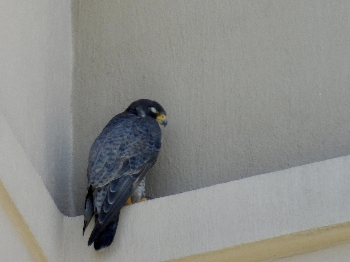 遊隼 - ML646074114