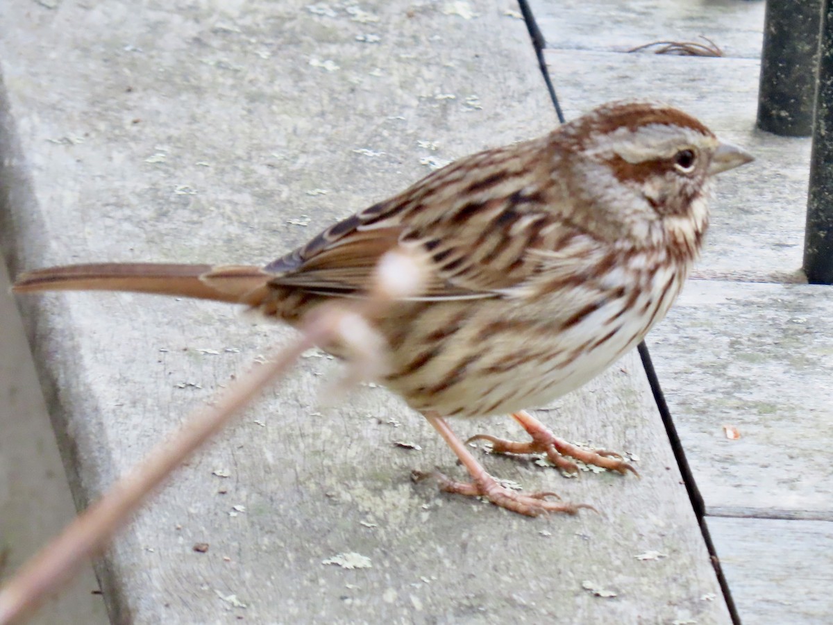 Song Sparrow - ML646074125