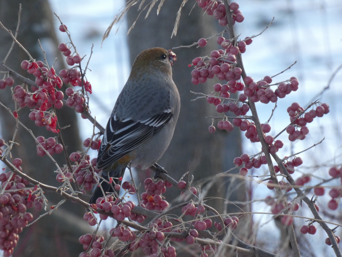 Смеречник тайговий - ML646074126