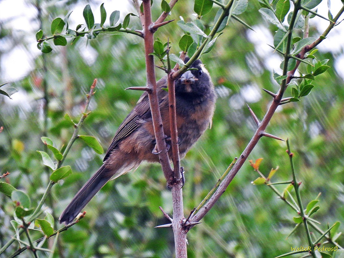Golden-billed Saltator - ML646074127