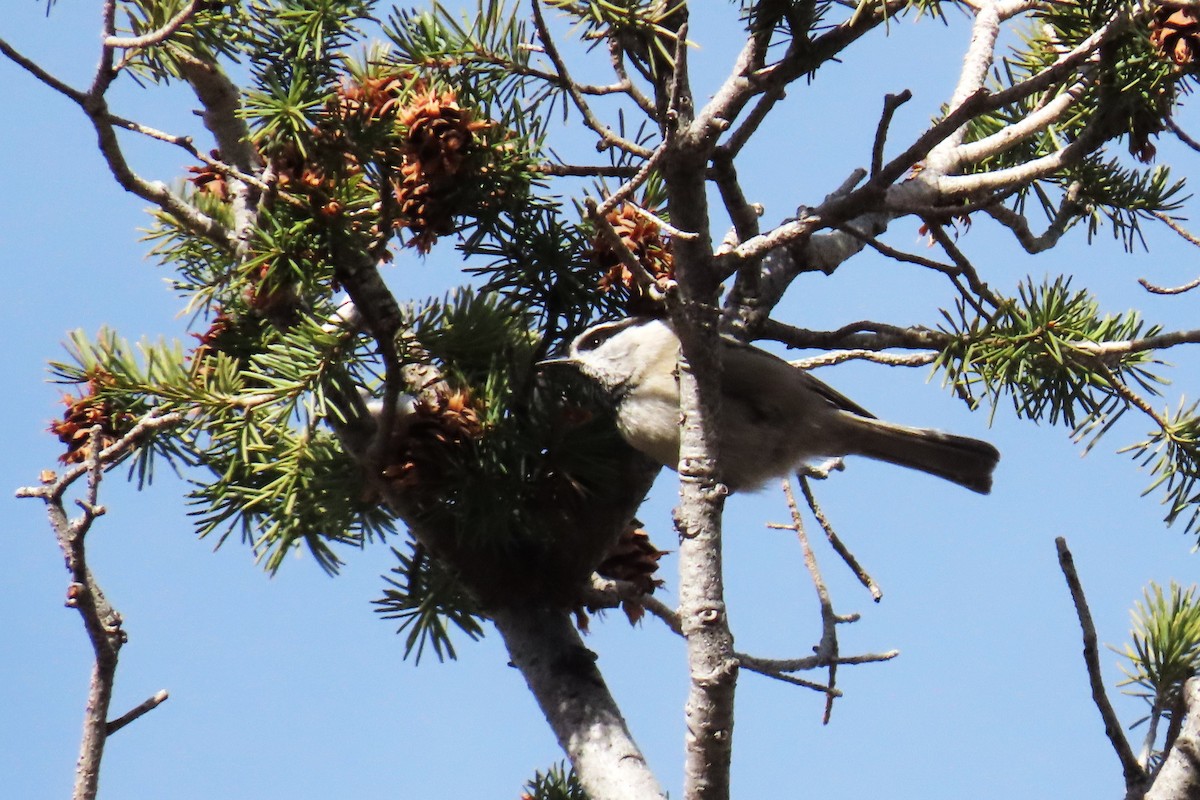 sýkora horská - ML646074128