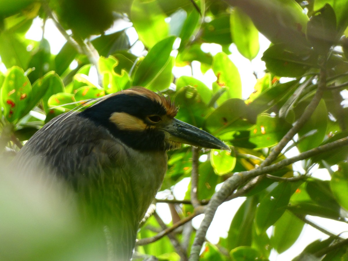 Yellow-crowned Night Heron (Yellow-crowned) - ML646074132