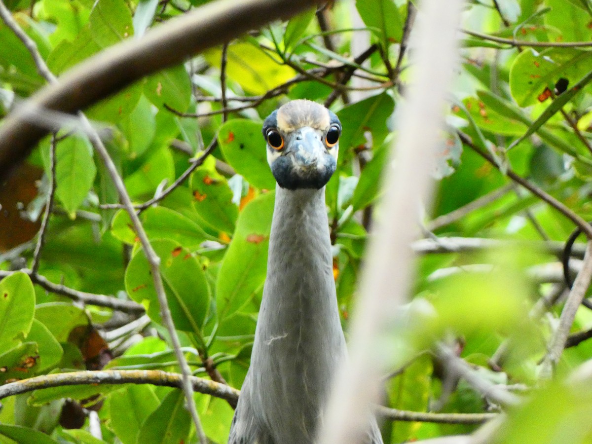 Yellow-crowned Night Heron (Yellow-crowned) - ML646074133