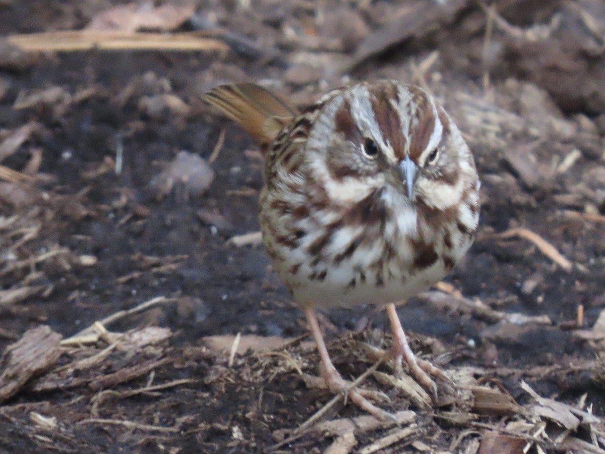 Song Sparrow - ML646074134