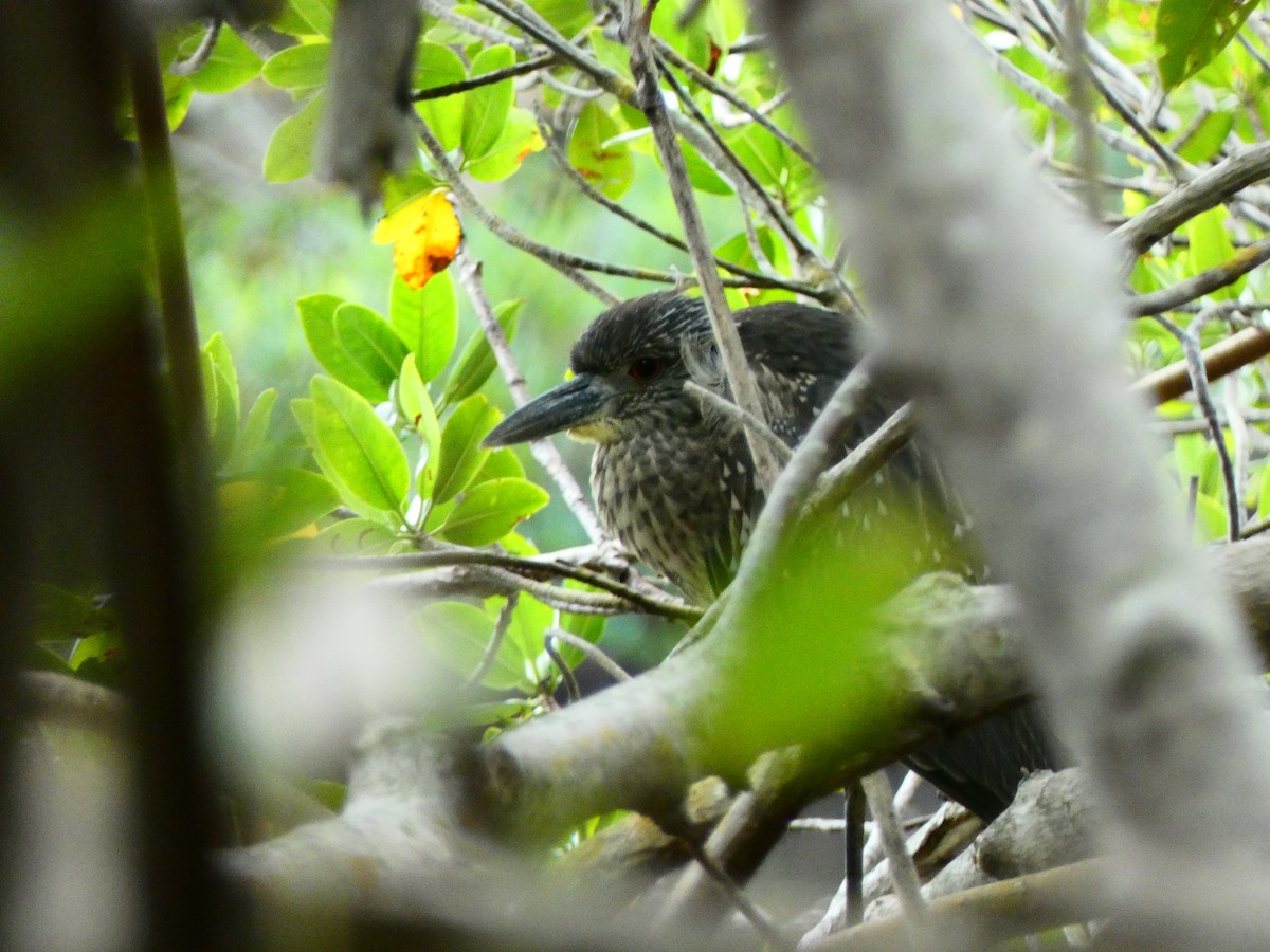 Yellow-crowned Night Heron (Yellow-crowned) - ML646074135