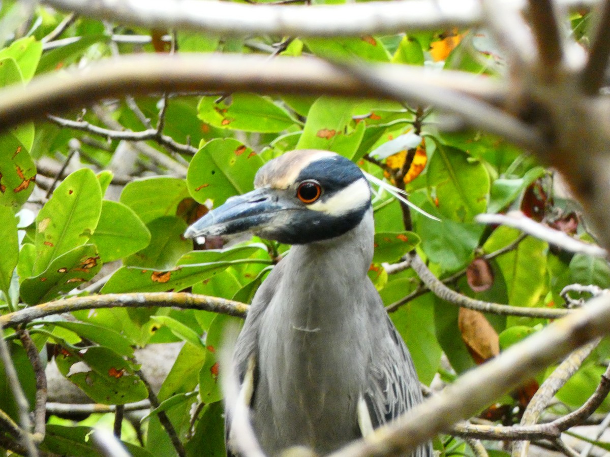Yellow-crowned Night Heron (Yellow-crowned) - ML646074136