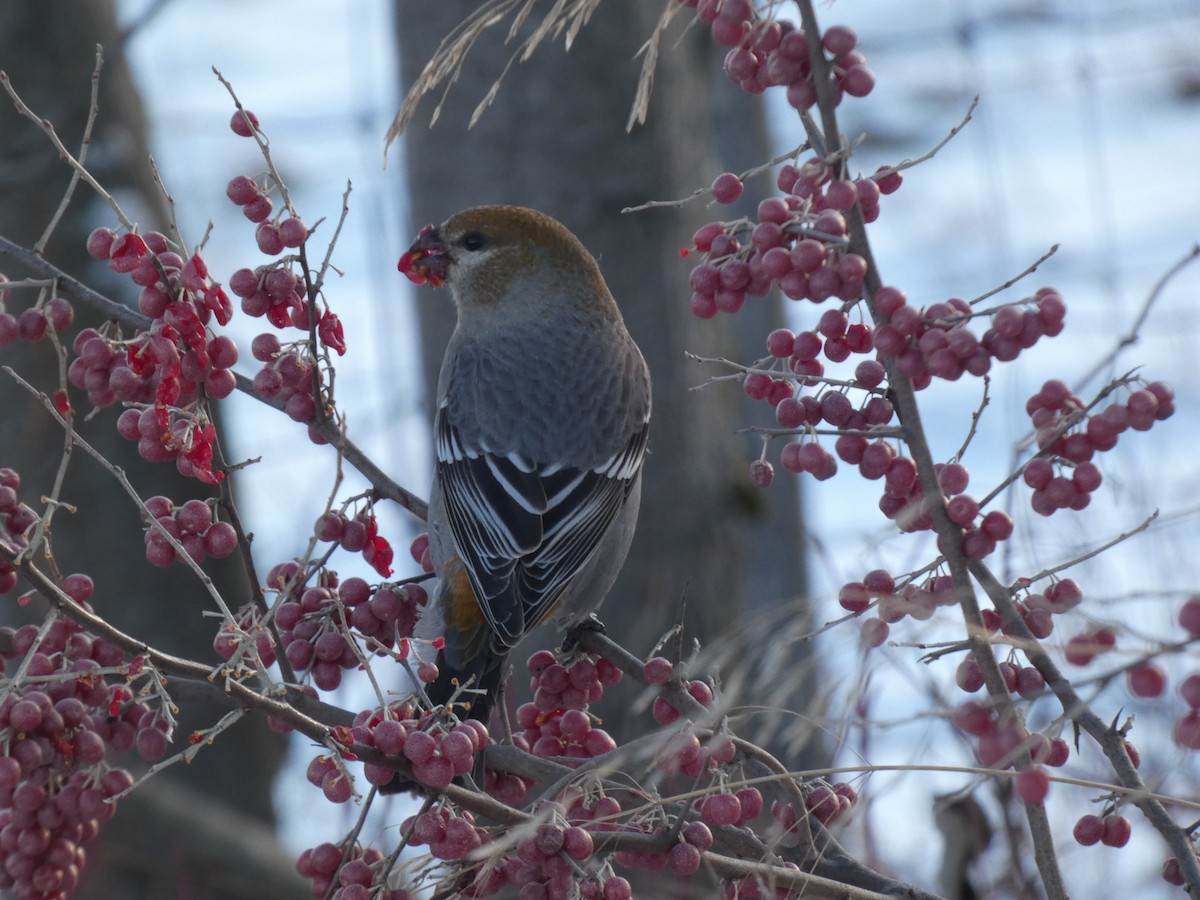 Смеречник тайговий - ML646074137