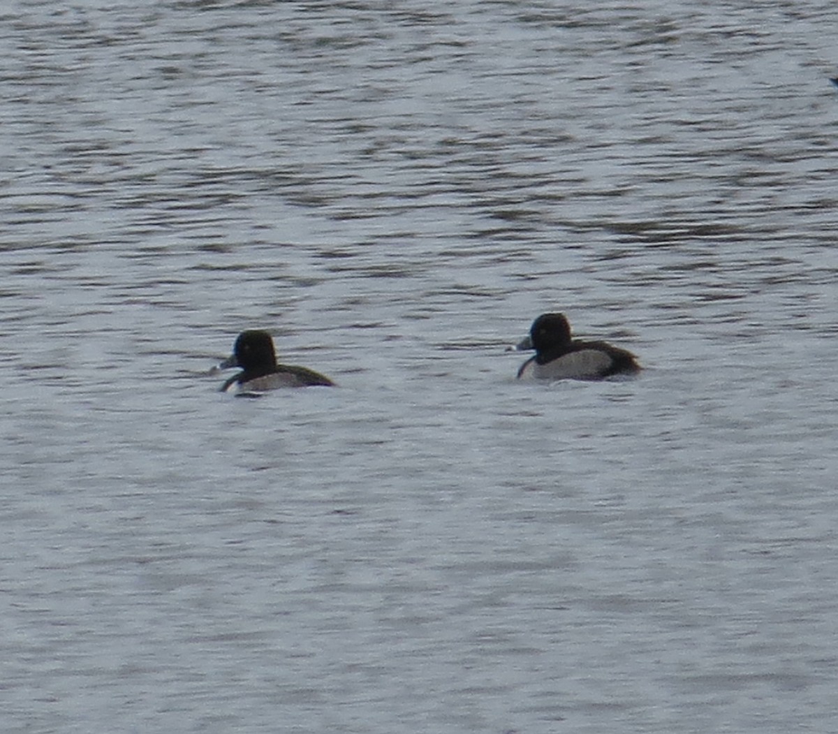 クビワキンクロ - ML646074141